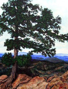 Wind blown tree on Flagstaff mtn Boulder Colorado