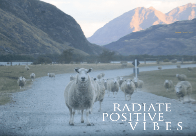 Sheep in New Zealand county side