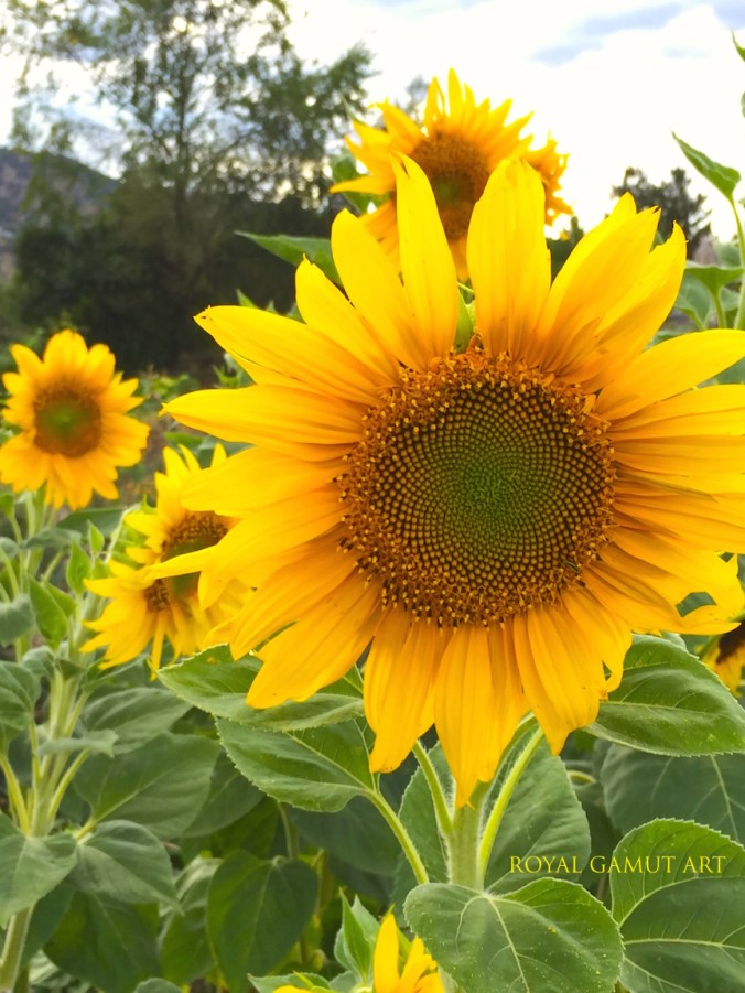 Hello October Sunflower Boulder Community Garden