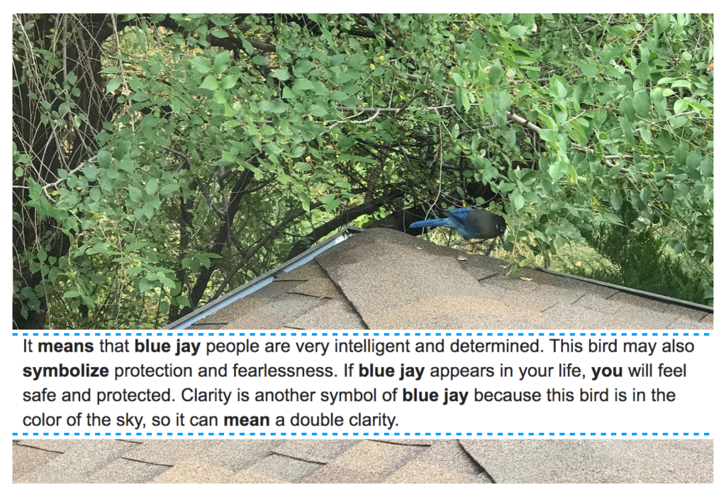 BlueJay Spirital Animal