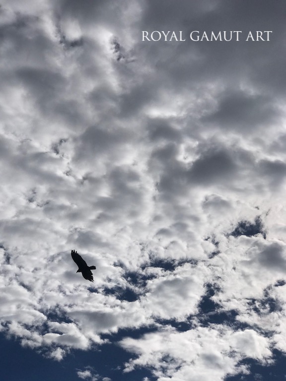 vulture in cloudy sky