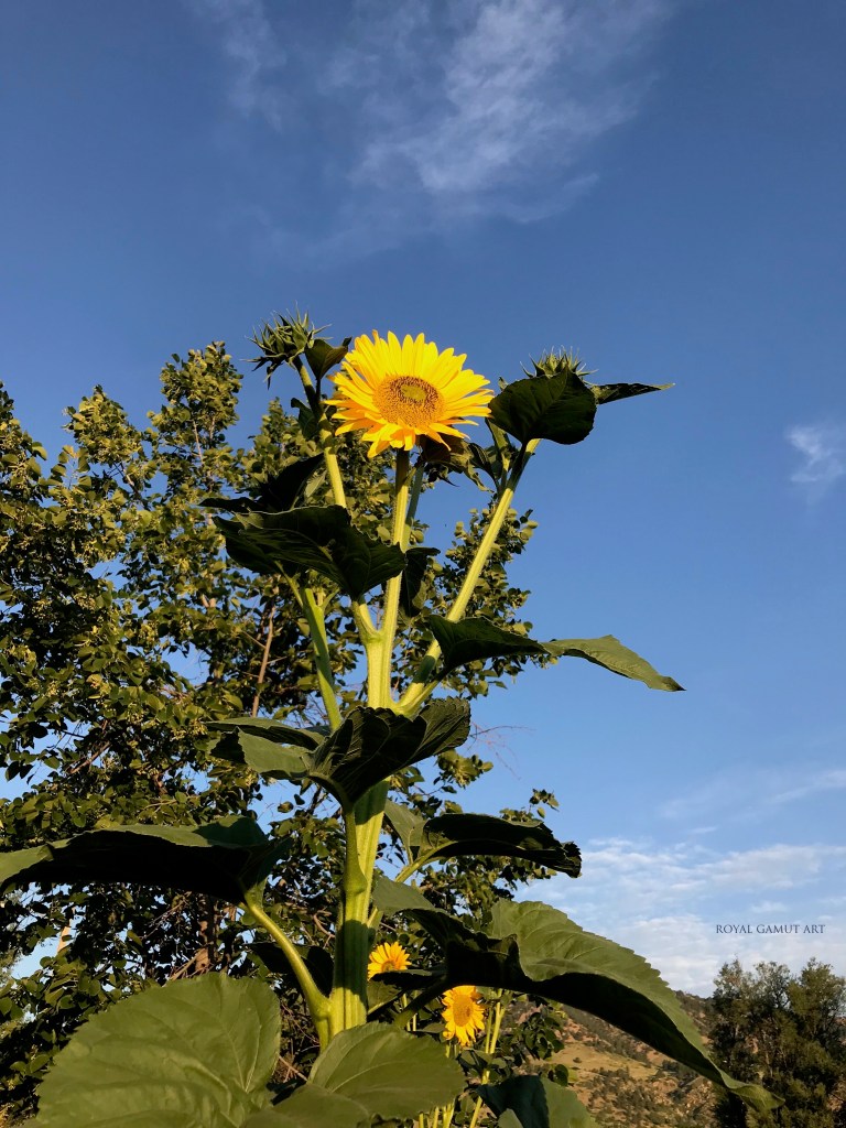 Sunflower Boulder garden early morning July 17, 2020
