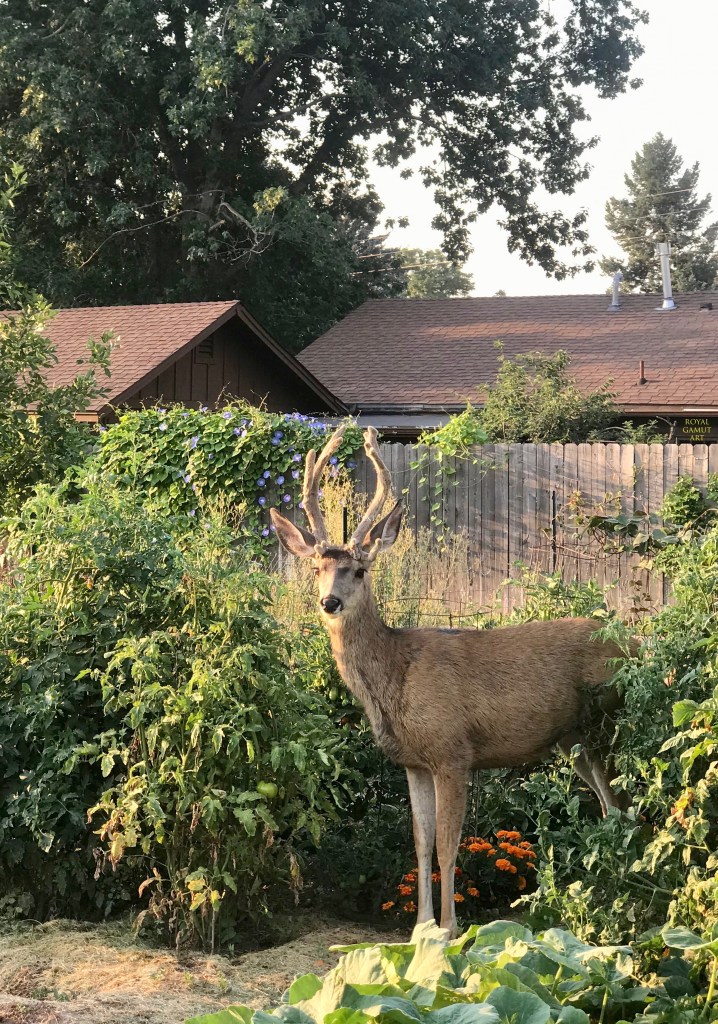 Deer in the community garden Boulder Colorado
