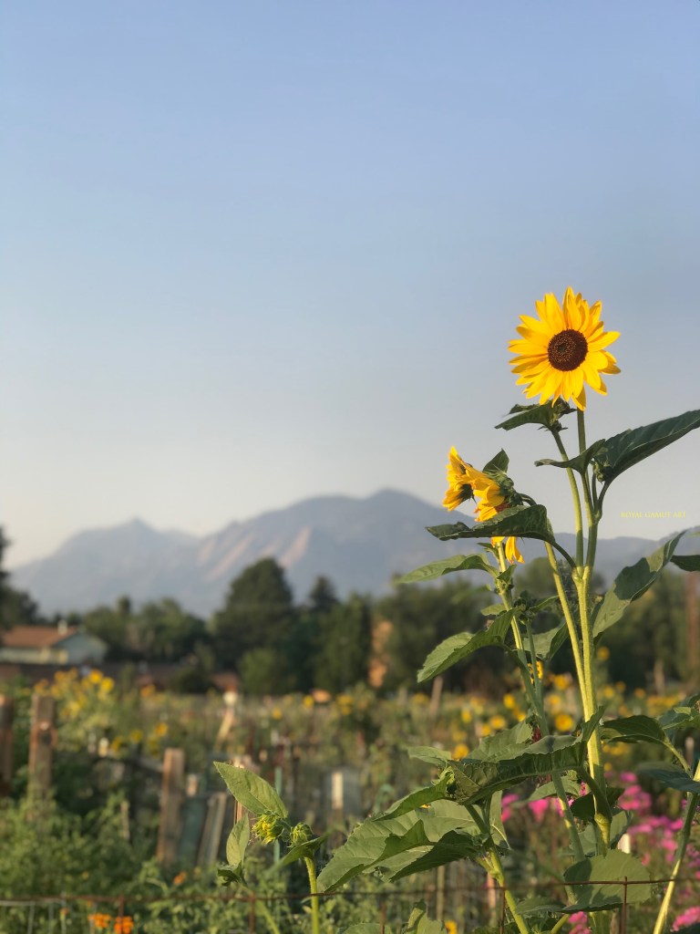 Sunflower in the sunrise at the community garden Boulder Colorado
