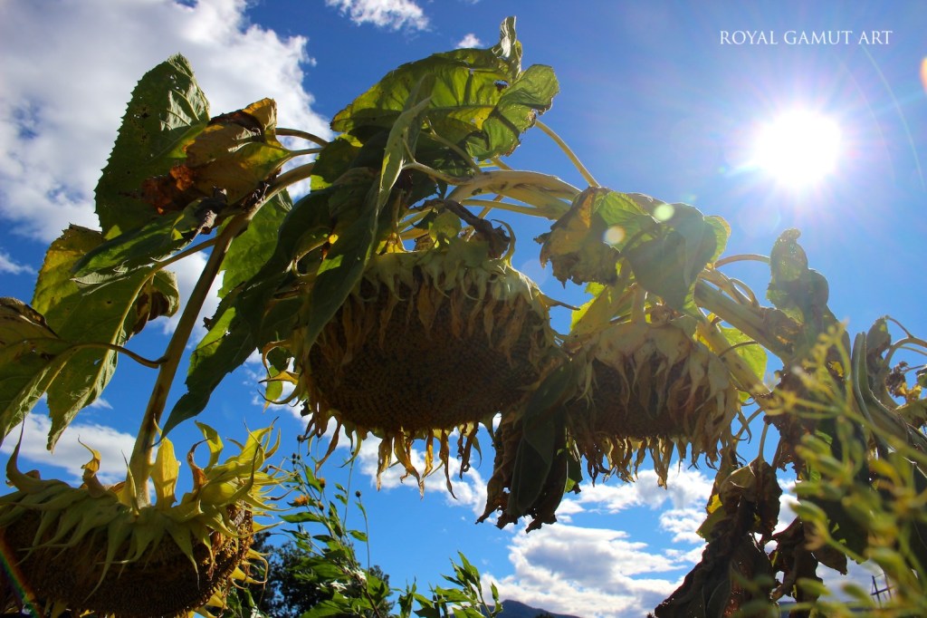 Sun shining on withering sunflowers in autumn
