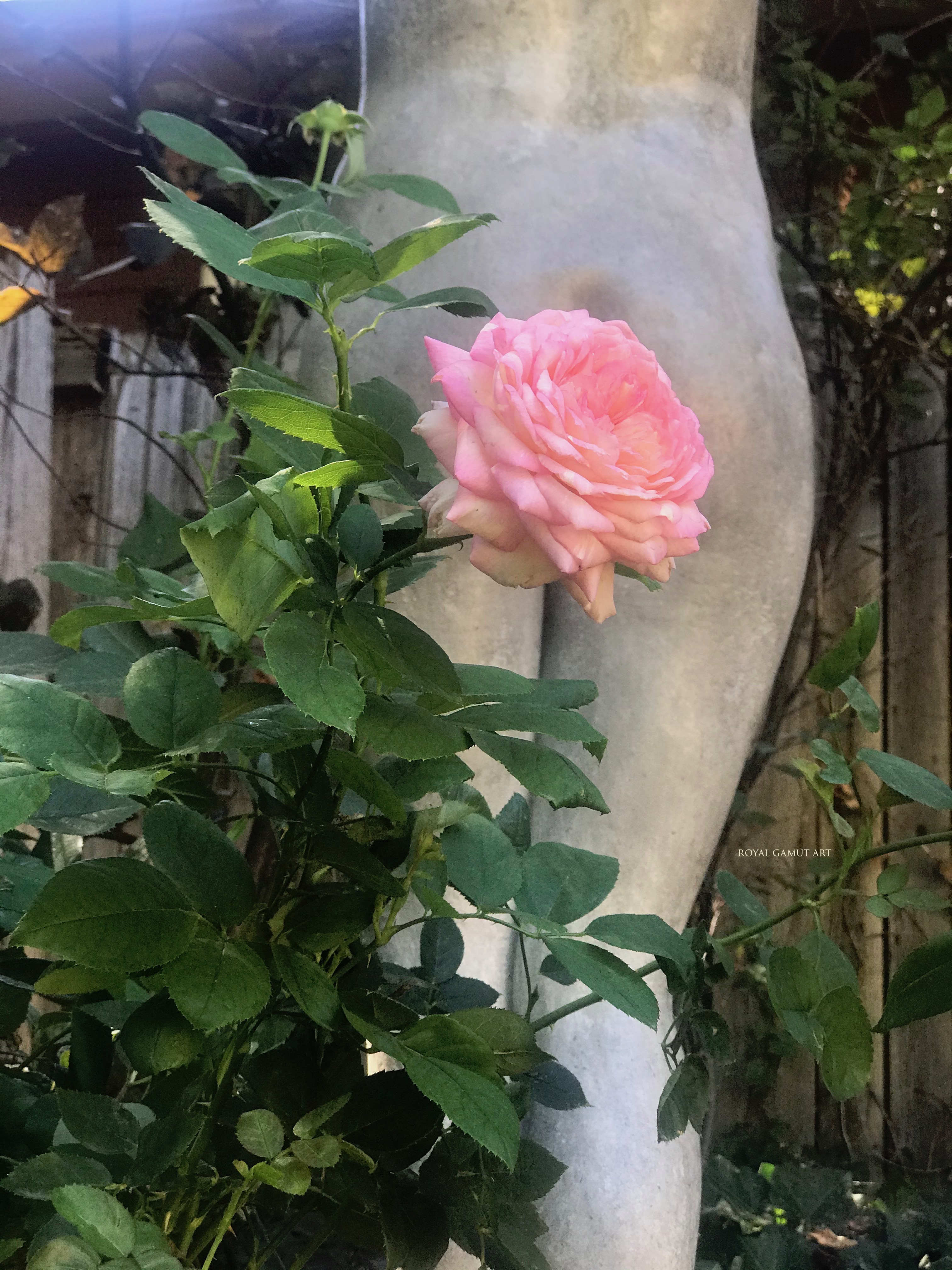 Luna and Marc Chagall rose in the garden on the full moon in Boulder Colorado