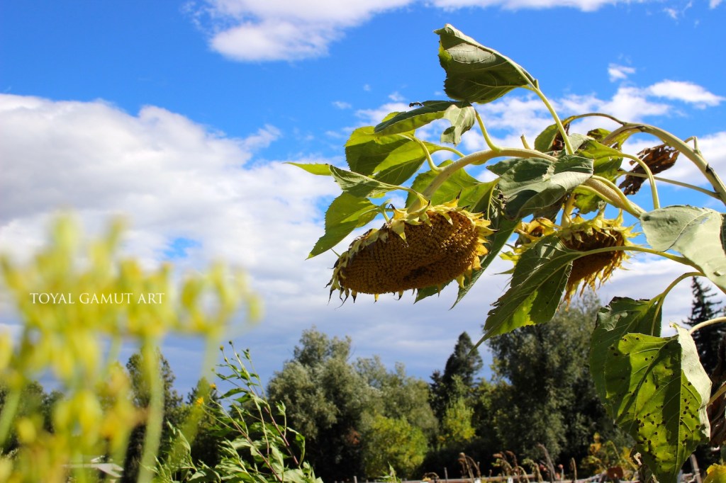 dying sunflowers under bright blue skies